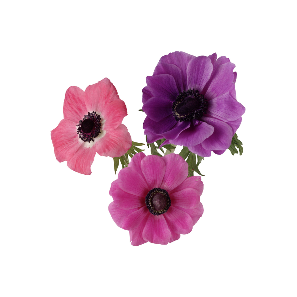 Flower Guide Anemone