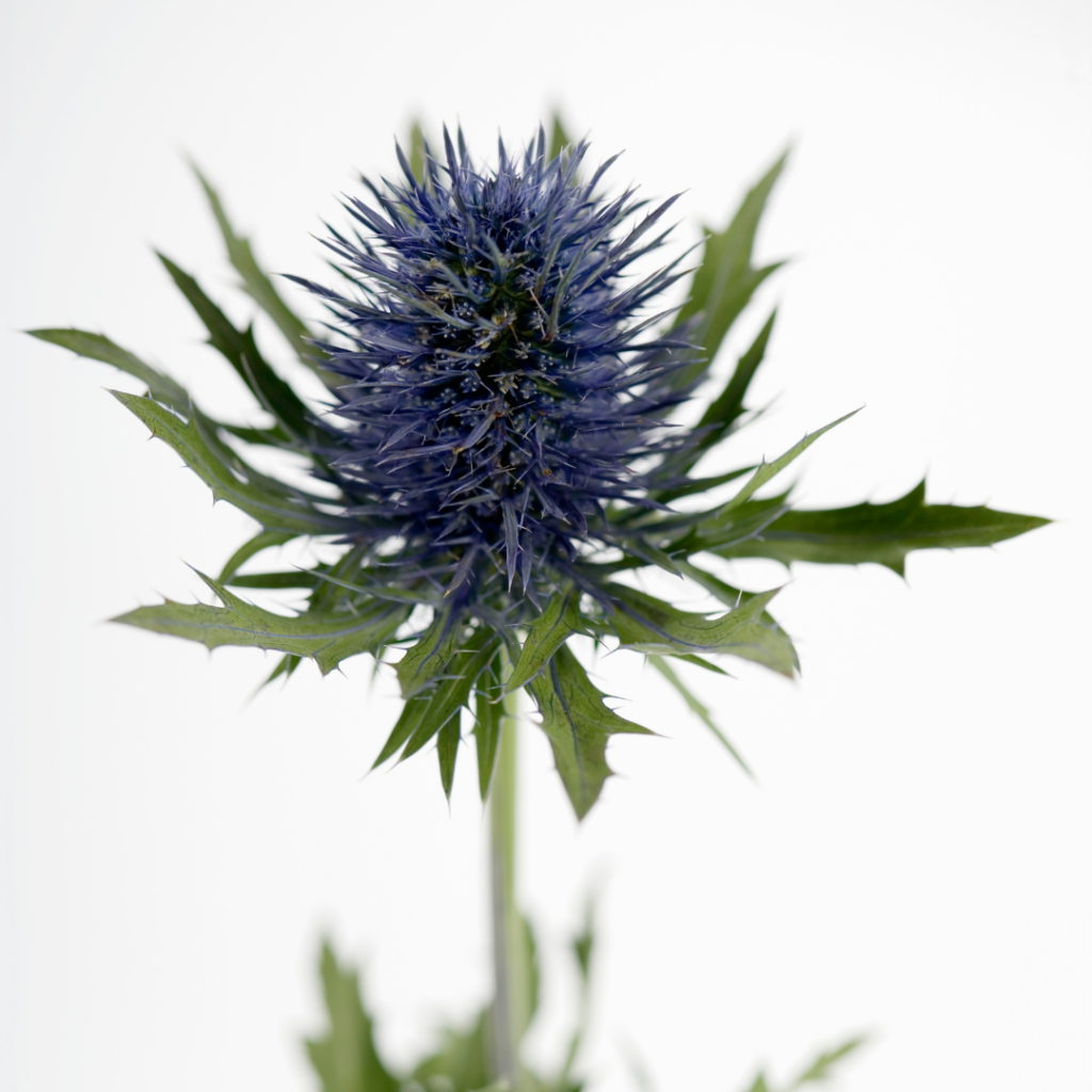 Flower Guide Eryngium