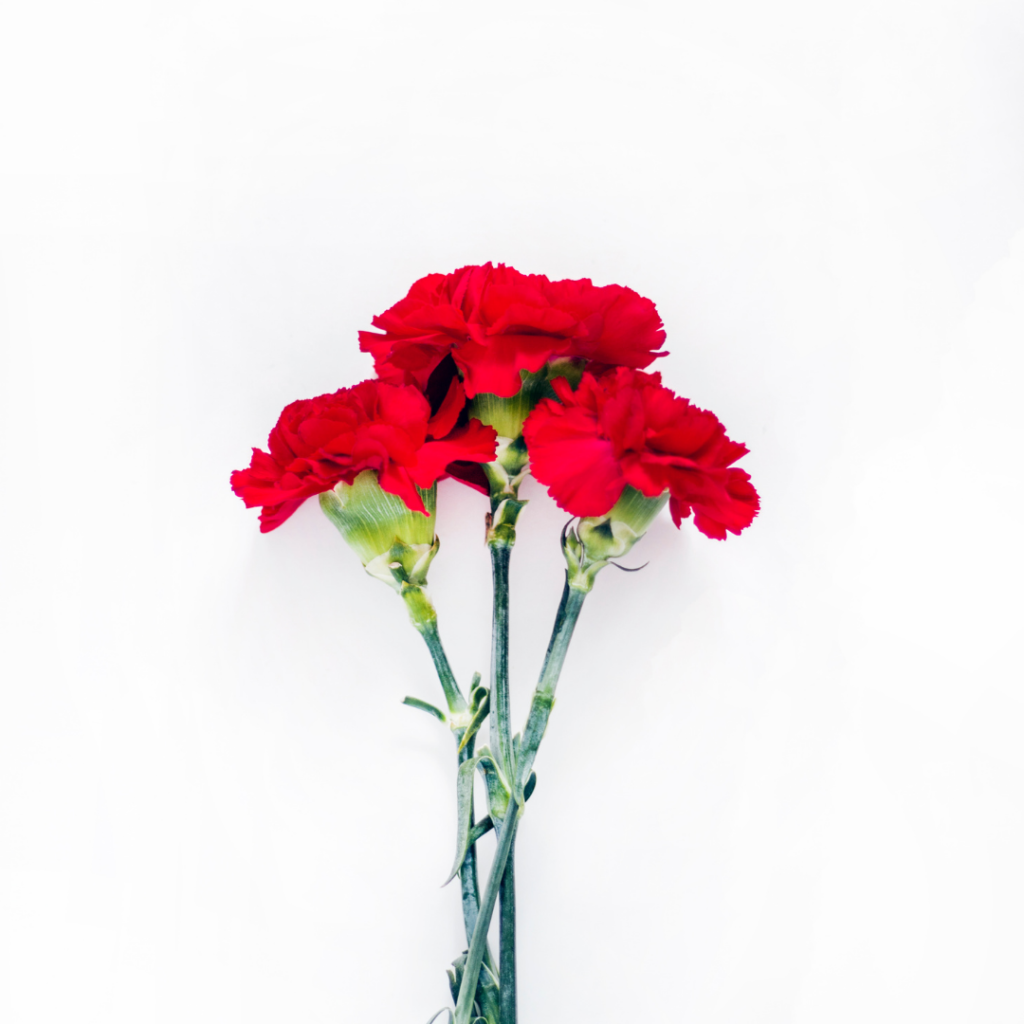 Carnation Flower Guide